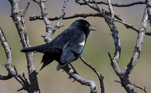 Low angle view of bird perching on tree