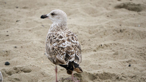 Close-up of seagull on sand