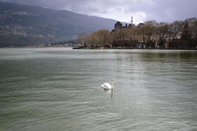 Swan swimming in lake