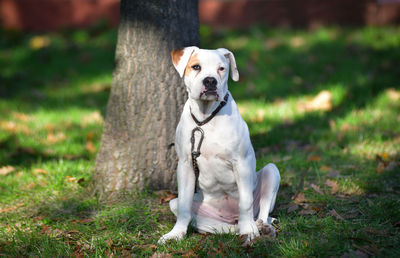 Dog sitting on the field