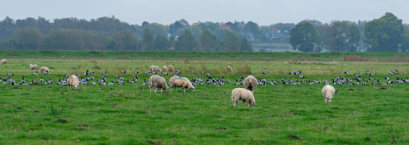 Barnacle goose grazing while grazing before hike south