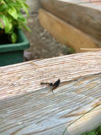 Close-up of insect perching on wood