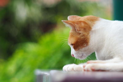 Close-up of cat looking away