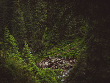 Scenic view of forest