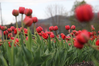 Close-up of red flowering plants on field