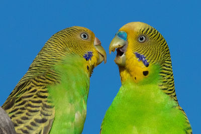 Close-up of parrot against clear blue sky