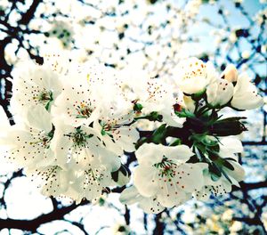 Close-up of white cherry blossoms in spring