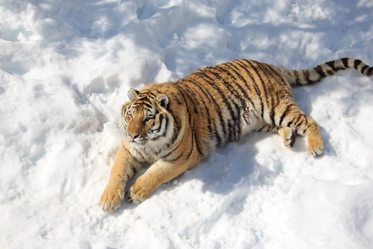 winter, snow, cold temperature, one animal, nature, animal themes, tiger, animals in the wild, mammal, no people, close-up, outdoors, portrait, feline, beauty in nature, day