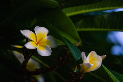 Close-up of white and yellow flowering plant