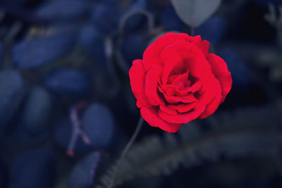 Close-up of red rose