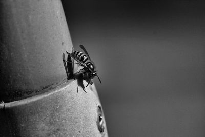 Close-up of fly on wall