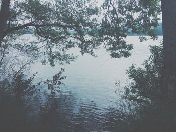 Scenic view of trees by river