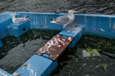 Close-up of seagull perching on blue water