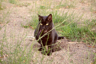 Portrait of cat on grass