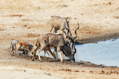 View of deer drinking water