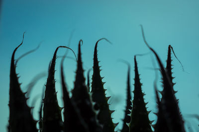 Silhouette plants growing against sky