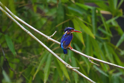 Bird perching on branch against blue sky