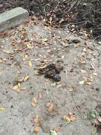 High angle view of dry leaves on street