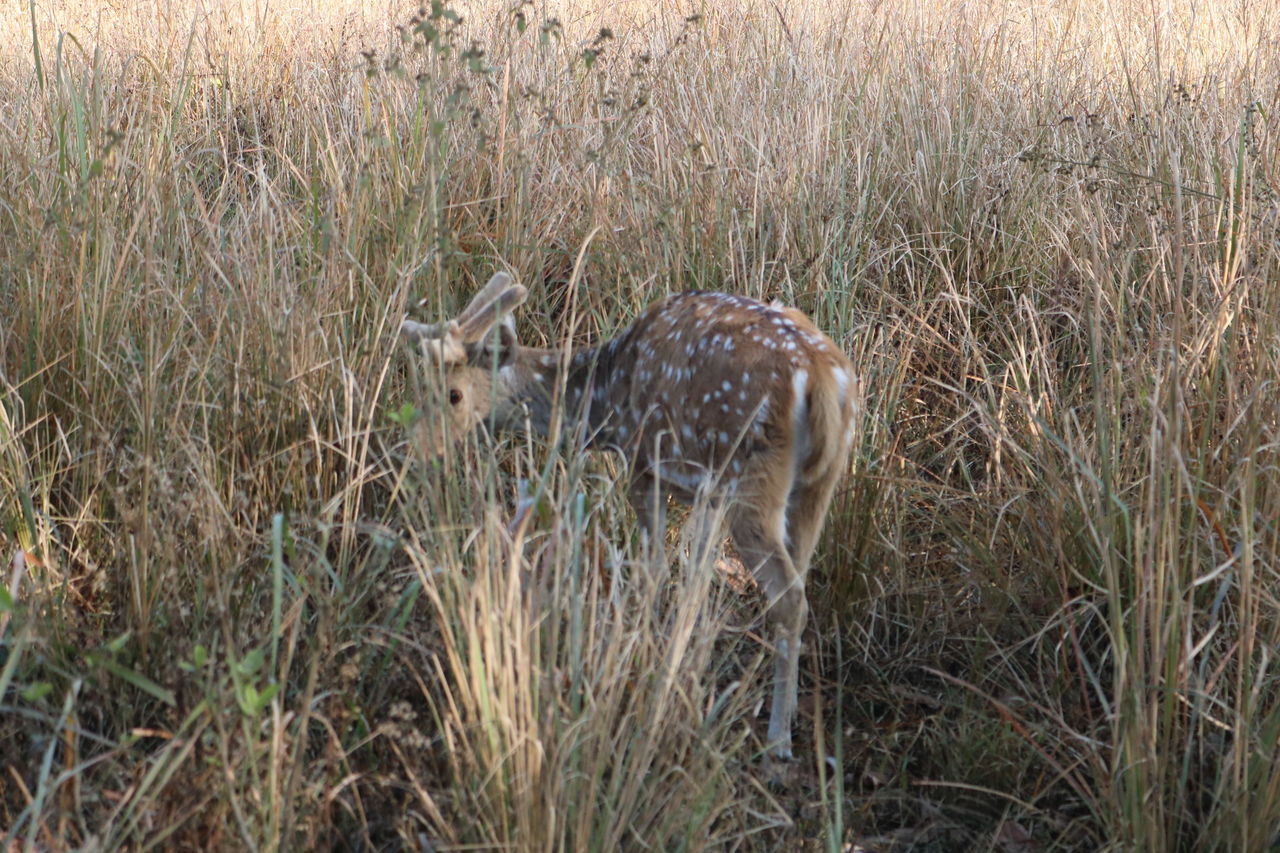 animal, animal themes, animal wildlife, grass, animals in the wild, one animal, plant, mammal, nature, no people, land, safari, day, vertebrate, field, outdoors, non-urban scene, landscape, growth, herbivorous