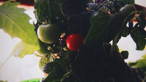 Close-up of apples on tree