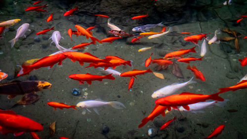 Red fish in aquarium