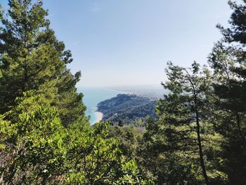 Scenic view of forest against sky