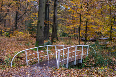 Trees in forest during autumn