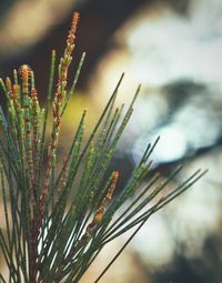 Close-up of pine tree against sky