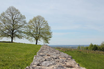 Footpath leading towards trees