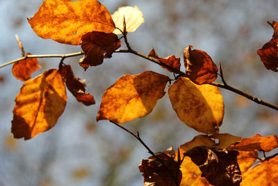 Close-up of dry autumn leaves against sky