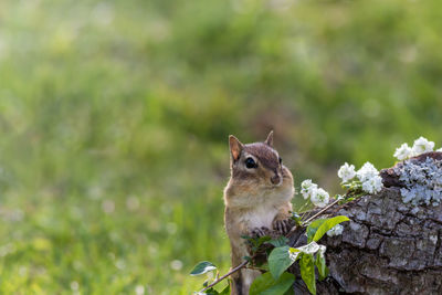 Squirrel on a tree