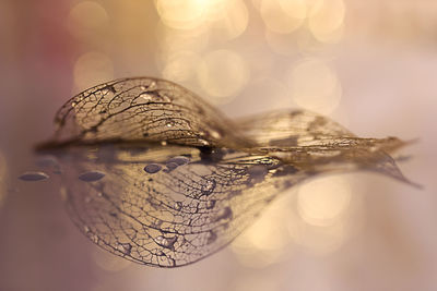 Close-up of leaf skeleton