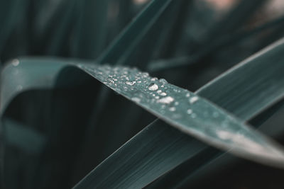 Close-up of raindrops on leaf