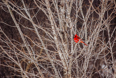 bare tree