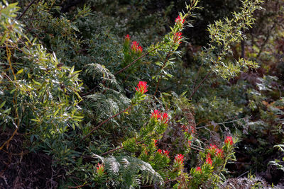 High angle view of bird perching on plant