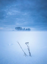 Chilly winter morning landscape with frozen plants in a foreground. snowy scenery of northern europe