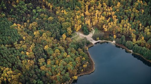 High angle view of trees in forest during autumn