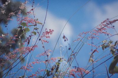Low angle view of flowering plants against blue sky