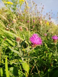 Close-up of thistle flowers