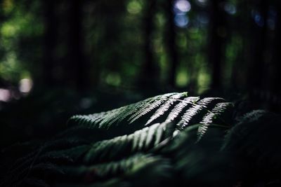 Close-up of fern in forest