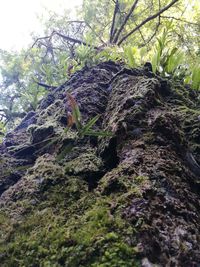 Low angle view of tree trunk