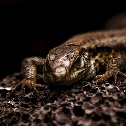 Close-up of lizard on black background