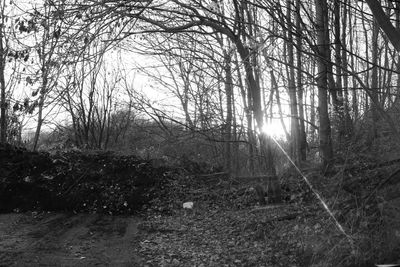 Sun shining through trees in forest