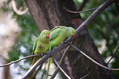 Bird perching on branch