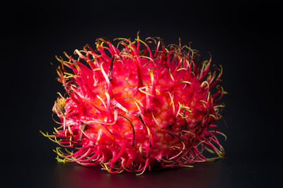 Close-up of pink flower against black background