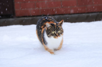 Close-up of a cat on snow