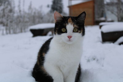pet
