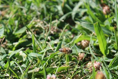 Close-up of bee on plants