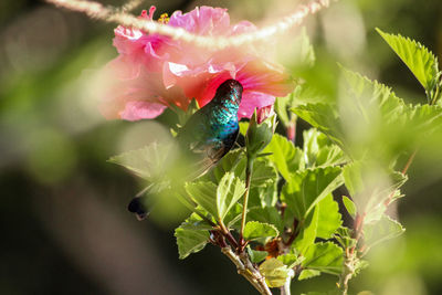 Close-up of insect on pink flower