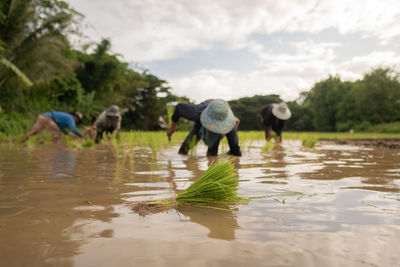 Farmers working in rice paddy at farm against sky 